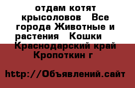 отдам котят крысоловов - Все города Животные и растения » Кошки   . Краснодарский край,Кропоткин г.
